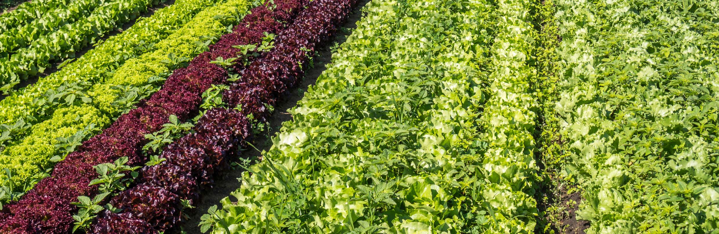 Atraktan Hama Tanaman Hortikultura