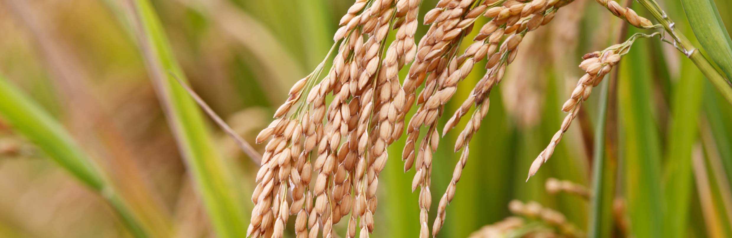 produk Atraktan Hama Tanaman Pangan