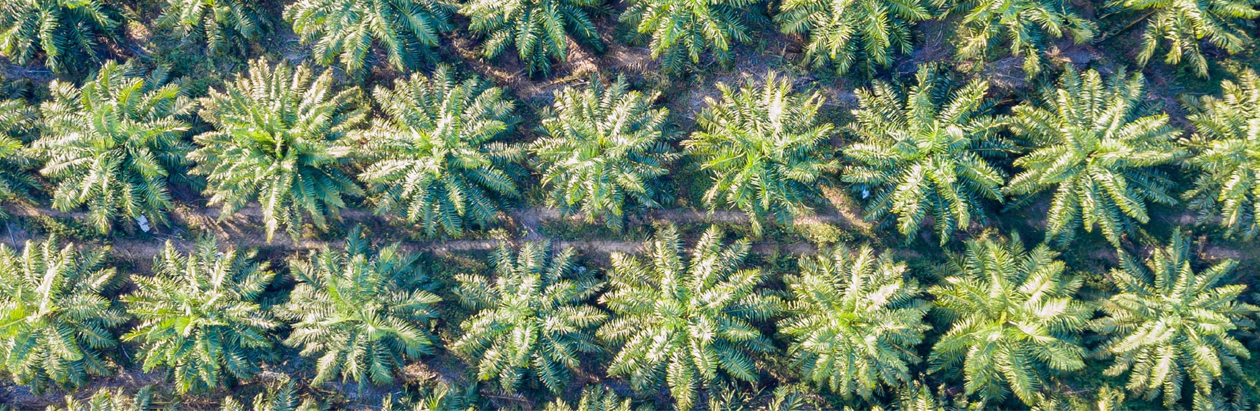 produk Atraktan Hama Tanaman Perkebunan