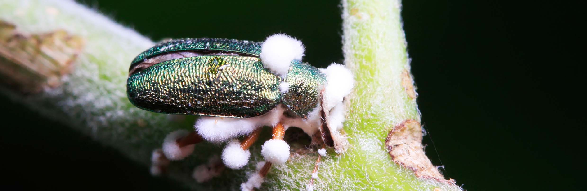 produk Pestisida Nabati & Agen Pengendali Hayati